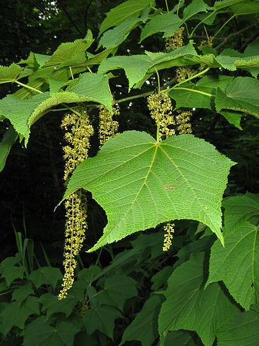 Acer nipponicum